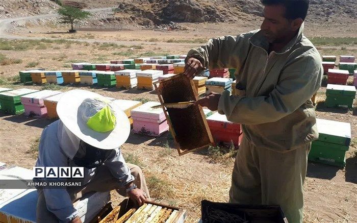 آغاز برداشت عسل کٌنار از زنبورستانهای شهرستان  لالی