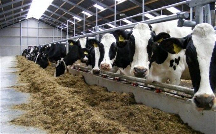 احتمال افزایش قیمت شیرخام در هفته آینده