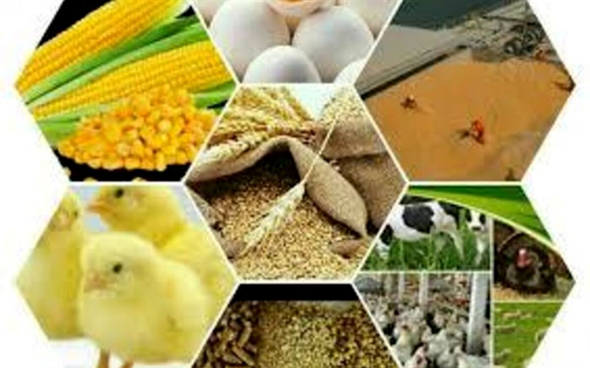 چرا هزینه واردات کالاهای اساسی افزایش یافته است