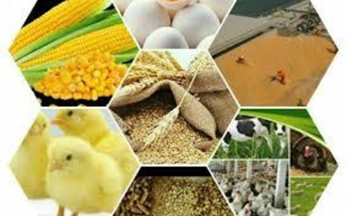چرا هزینه واردات کالاهای اساسی افزایش یافته است
