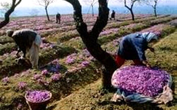 برداشت زعفران در صومعه سرا آغاز شد
