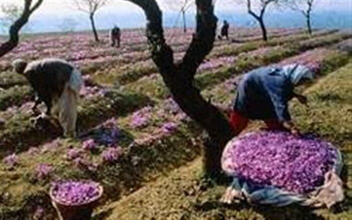 برداشت زعفران در صومعه سرا آغاز شد