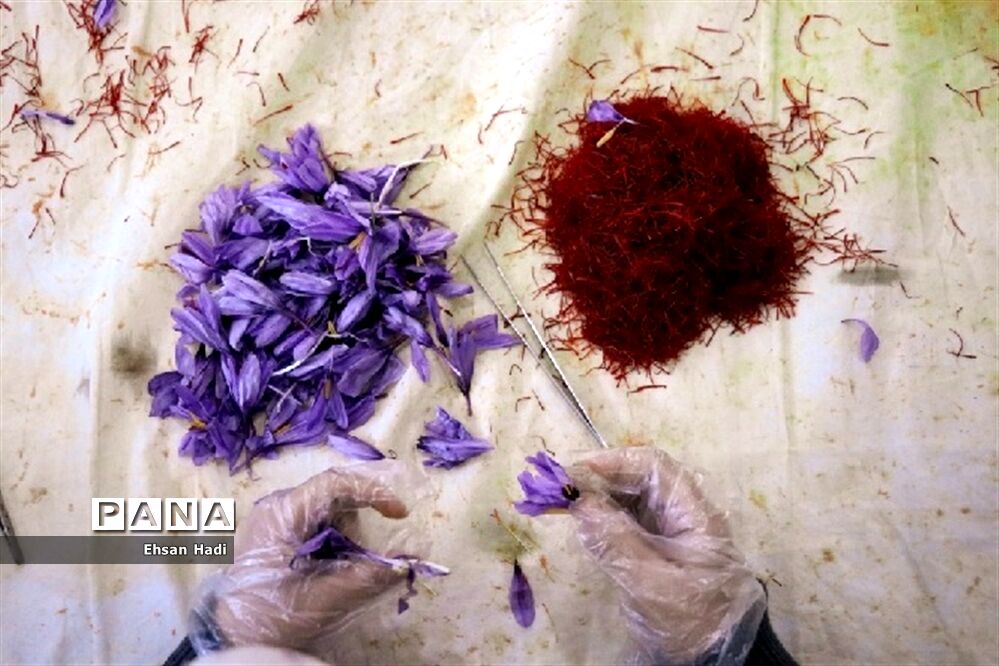 قرارگاه جهادگران اقتصادی زعفران