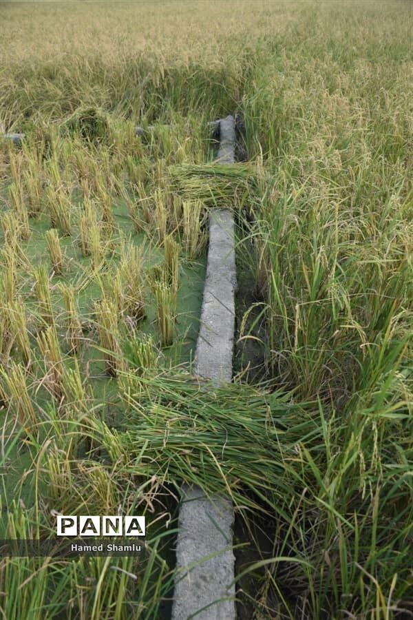 برداشت کشت دوم در شالیزارهای بابلسر