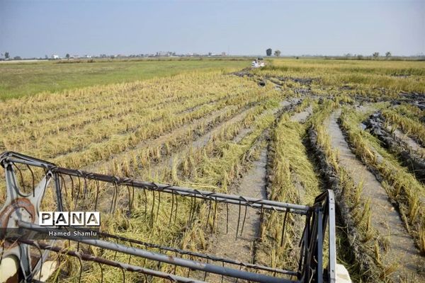 برداشت کشت دوم در شالیزارهای بابلسر