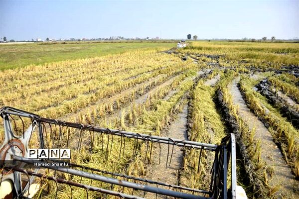 برداشت کشت دوم در شالیزارهای بابلسر