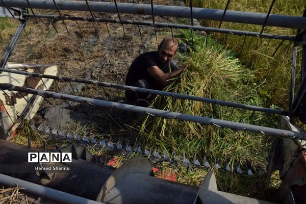 برداشت کشت دوم در شالیزارهای بابلسر