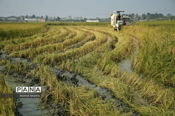 برداشت کشت دوم در شالیزارهای بابلسر