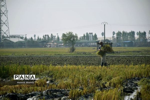 برداشت کشت دوم در شالیزارهای بابلسر