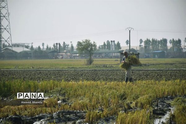 برداشت کشت دوم در شالیزارهای بابلسر