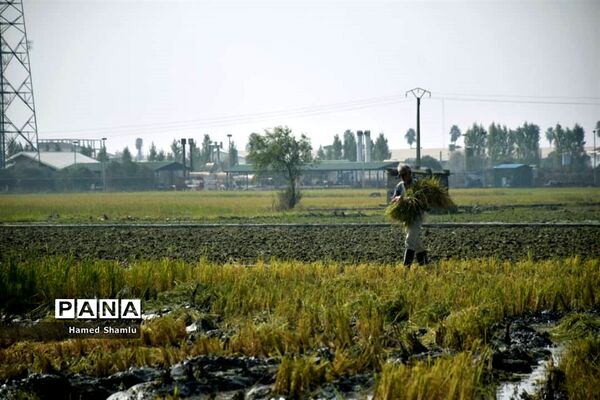 برداشت کشت دوم در شالیزارهای بابلسر