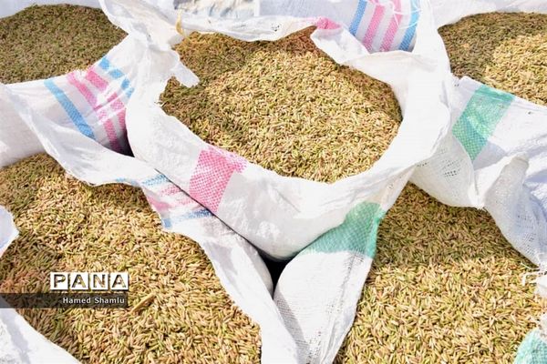 برداشت کشت دوم در شالیزارهای بابلسر