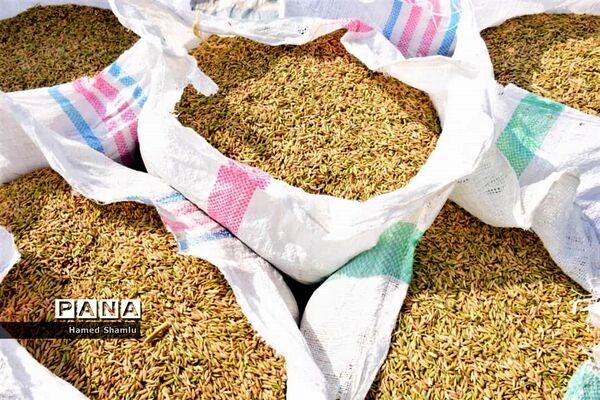 برداشت کشت دوم در شالیزارهای بابلسر