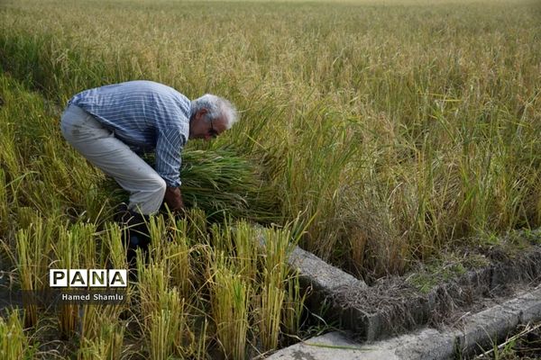 برداشت کشت دوم در شالیزارهای بابلسر