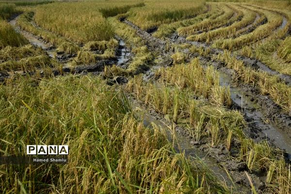 برداشت کشت دوم در شالیزارهای بابلسر