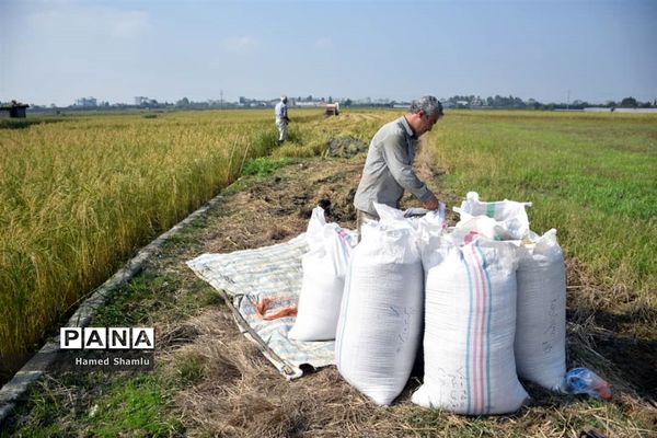 برداشت کشت دوم در شالیزارهای بابلسر