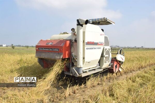برداشت کشت دوم در شالیزارهای بابلسر