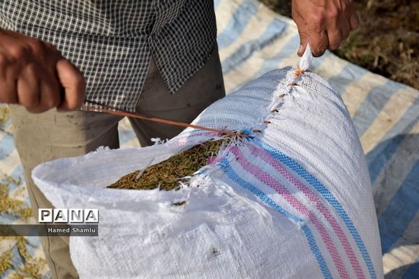 برداشت کشت دوم در شالیزارهای بابلسر