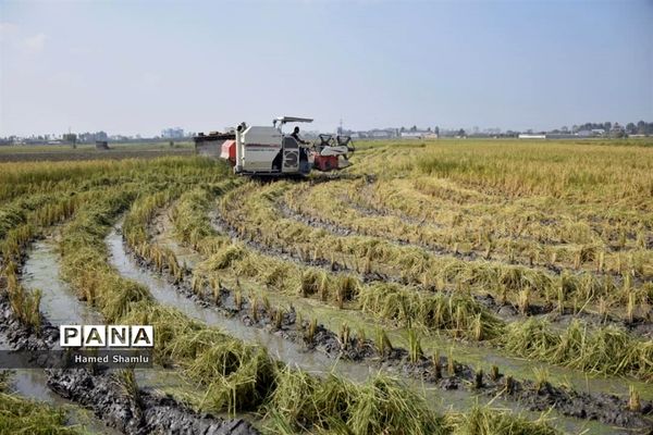 برداشت کشت دوم در شالیزارهای بابلسر