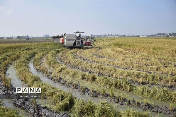برداشت کشت دوم در شالیزارهای بابلسر