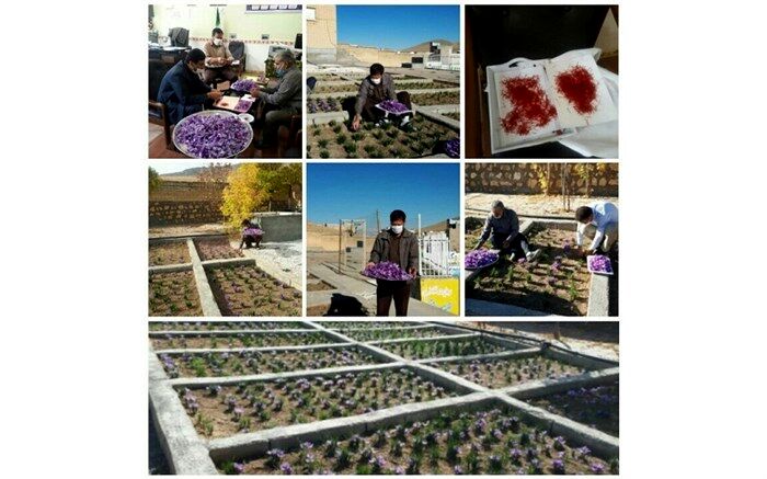 برداشت زعفران در مدارس شهرستان بیجار