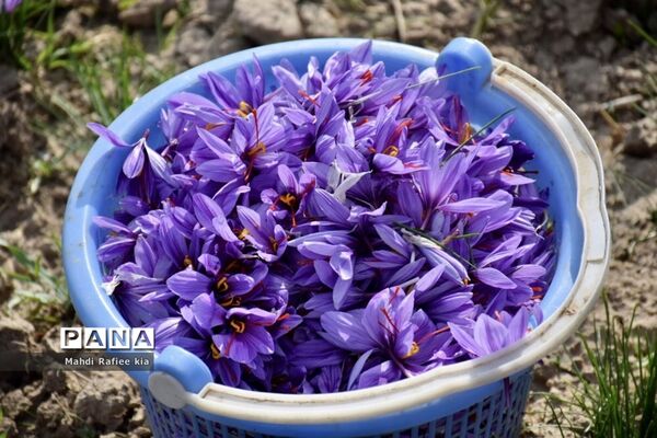 برداشت زعفران از شهرستان مرند شهر جدید بناب