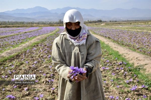 برداشت زعفران از شهرستان مرند شهر جدید بناب