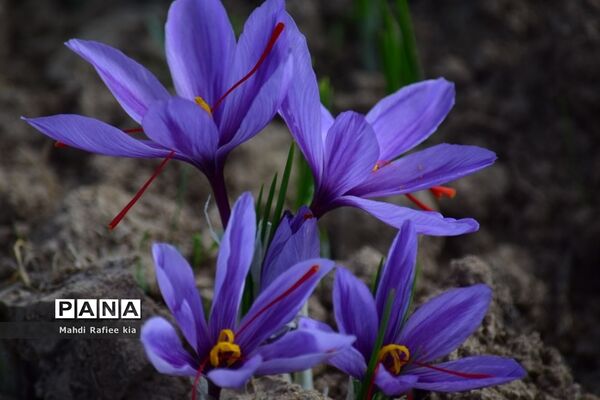 برداشت زعفران از شهرستان مرند شهر جدید بناب