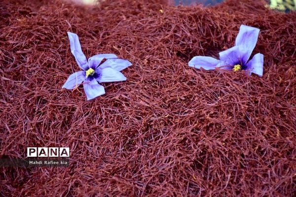 برداشت زعفران از شهرستان مرند شهر جدید بناب