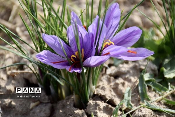 برداشت زعفران از شهرستان مرند شهر جدید بناب