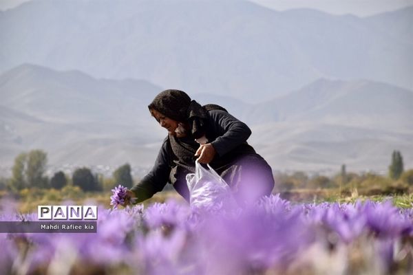 برداشت زعفران از شهرستان مرند شهر جدید بناب