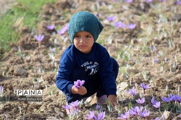 برداشت زعفران از شهرستان مرند شهر جدید بناب