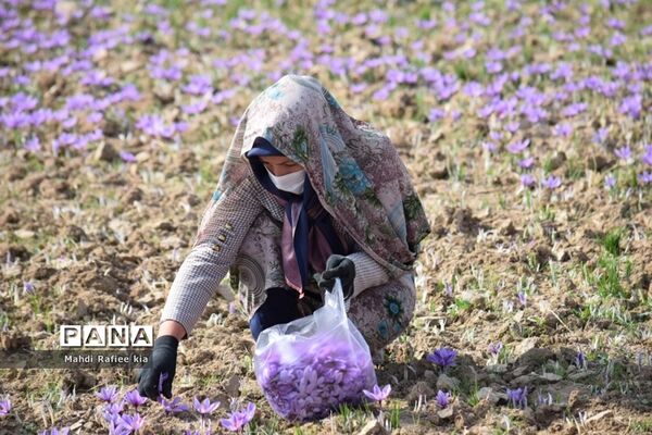 برداشت زعفران از شهرستان مرند شهر جدید بناب