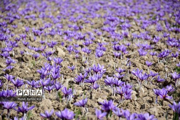 برداشت زعفران از شهرستان مرند شهر جدید بناب