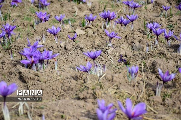 برداشت زعفران از شهرستان مرند شهر جدید بناب