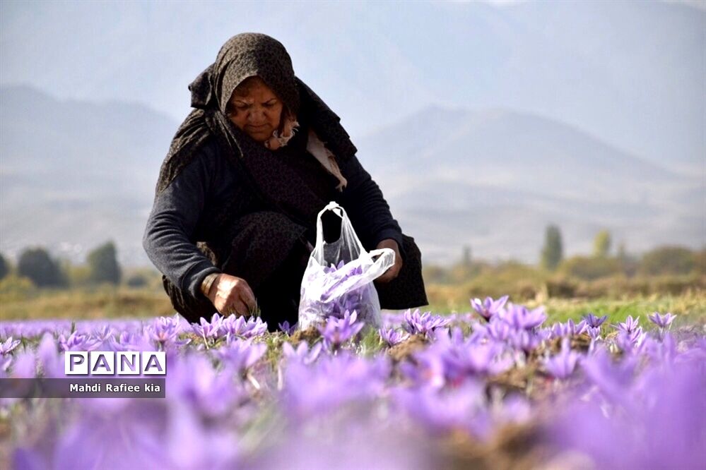 وزیر جهاد کشاورزی: خرید حمایتی زعفران از هفته آینده آغاز می‌شود
