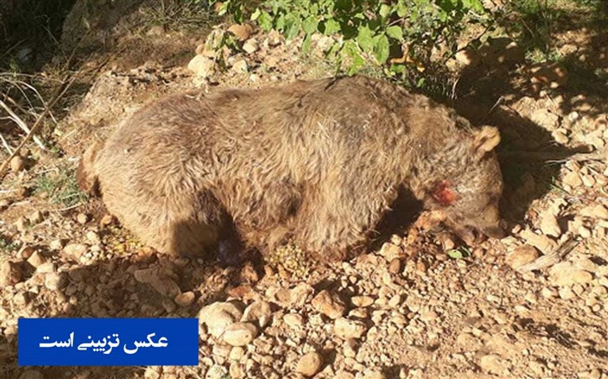 سومین خرس قهوه‌ای مازندران قربانی شکارچیان غیرمجاز شد