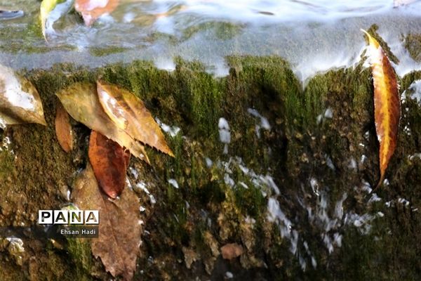 جلوه گری پاییز در مشهد