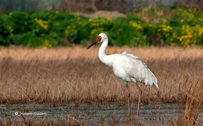 تنهاترین «امید» جهان به مازندران رسید