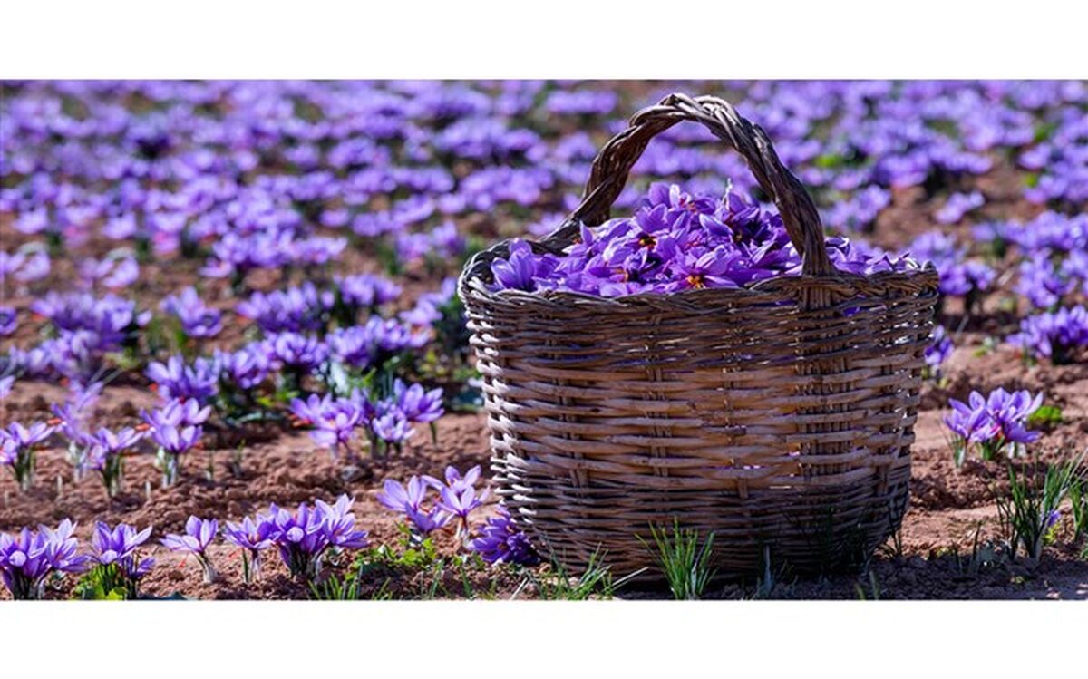افزایش ۳۰ درصدی برداشت زعفران در آذربایجان‌شرقی