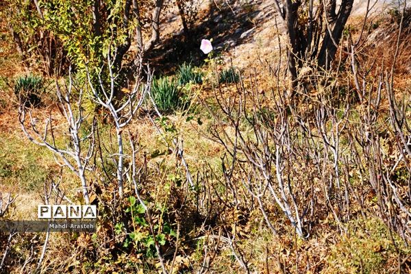 وقتی رنگ ها مهمان برگ ها میشود.