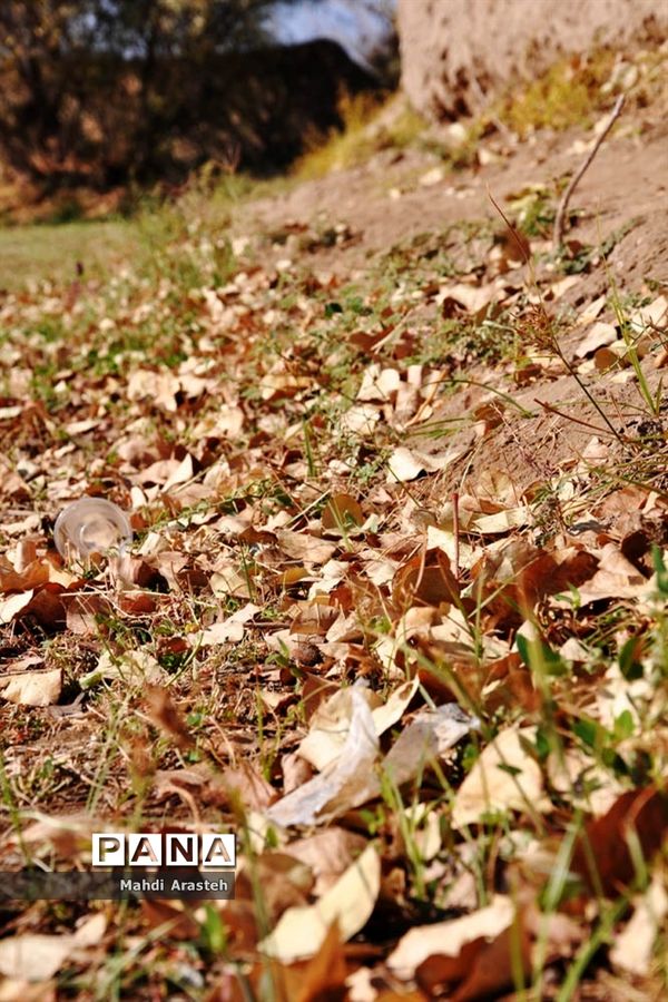 وقتی رنگ ها مهمان برگ ها میشود.