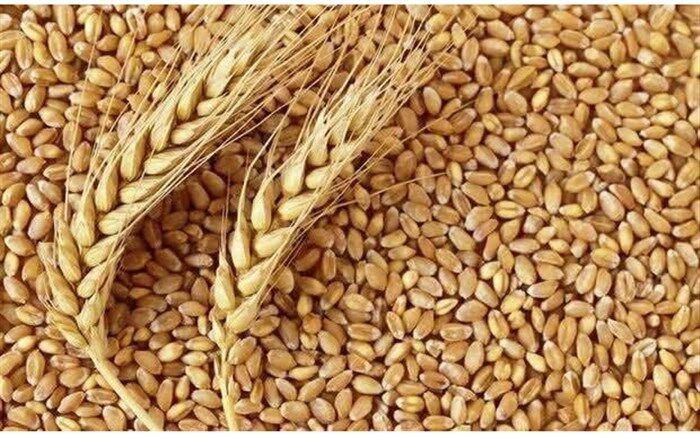 کاهش سطح زیرکشت گندم کذب است
