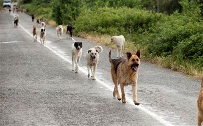 چرا سگ‌ها در ایران به طبیعت بازمی‌گردند؟