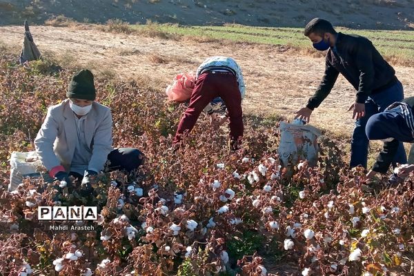 جمع آوری محصول کشاورزی خانواده نیازمند باهمکاری کارکنان فرماندهی سپاه