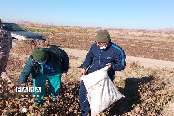 جمع آوری محصول کشاورزی خانواده نیازمند باهمکاری کارکنان فرماندهی سپاه