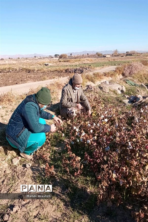 جمع آوری محصول کشاورزی خانواده نیازمند باهمکاری کارکنان فرماندهی سپاه
