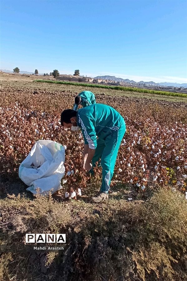 جمع آوری محصول کشاورزی خانواده نیازمند باهمکاری کارکنان فرماندهی سپاه