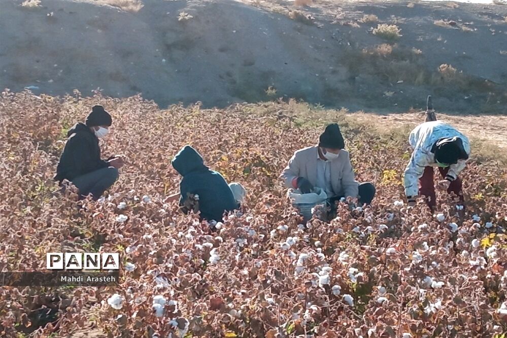 جمع آوری محصول کشاورزی خانواده نیازمند باهمکاری کارکنان فرماندهی سپاه