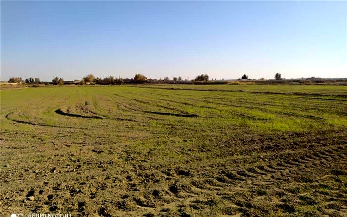 کشت پاییزه گندم و جو در سیستان به ۱۶ هزار هکتار رسید